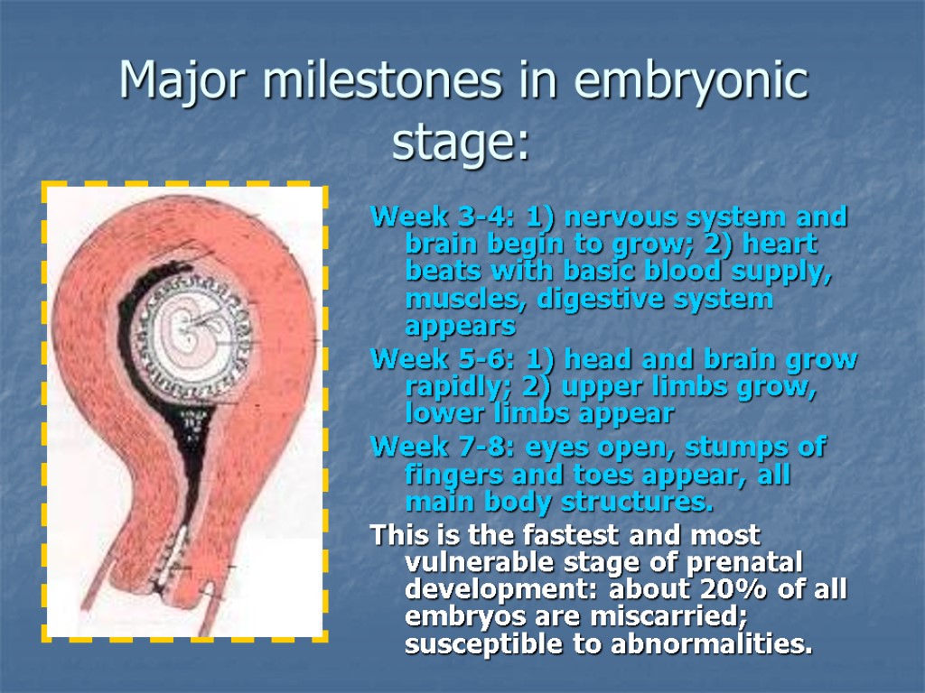 Major milestones in embryonic stage: Week 3-4: 1) nervous system and brain begin to